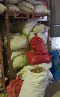سیب زمینی بذر نوع جلی