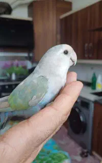 کوتوله برزیلی دستی