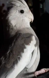عروس هلندی گم شده