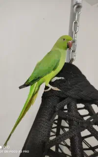 ملنگو
