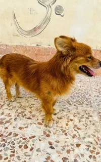 سگ پامر خانگی بسیارباهوش