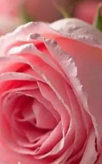 لطفاً بخونید