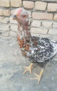 مرغ لاری طوس