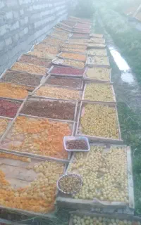 برگه زردالو