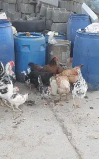 خروس