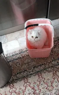 واگذاری بچه گربه بریتیش ۴ ماهه