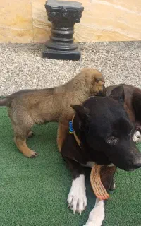 سگ ژرمن نر توله ۳ ماه