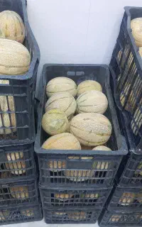 جانان،راک،ملون