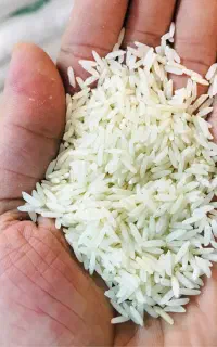 برنج و چایی شمال