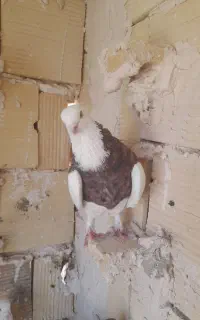 طوقی  وچپ