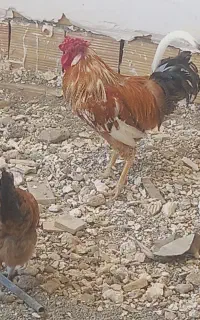 خروس دورگه رنگ خاص