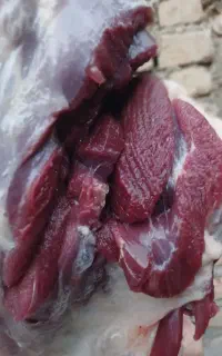 گوشت تازه و گرم الان کشتار کردم