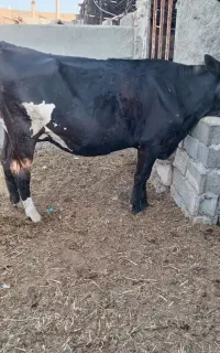 یک راس گاوشیری هلشتاین