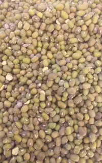 بهترین ماش