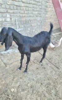 مجسمه بز