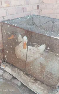 اردک