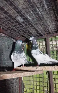 اکانت پابجی