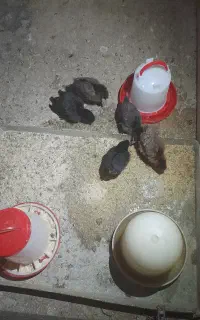 جوجه اصل گلپایگان ۵عدد.