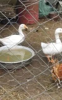 قوغاز