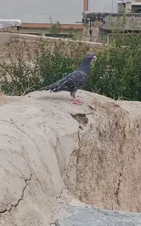 سرور پلاکی عتیقه . نر . با دو تا طوقی نر .