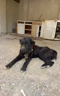 سگ سرابی ماده