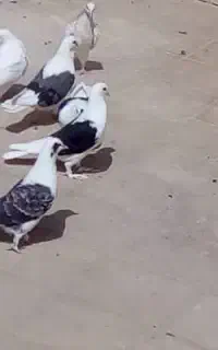 کود کبوتر تمیز بدون اشغال
