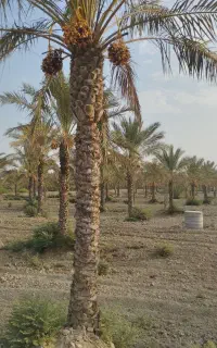نخل تره درجه یک روستای کلل.زهکش دارد