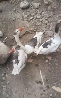 غاز