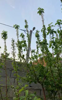 خانم برای همراهی با خانم میانسال در ییلاق محمدابا