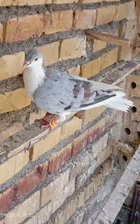 چپ هفترنگ