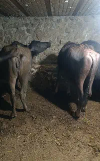 گاومیش گوشتی