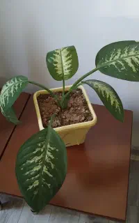 گل و گیاه