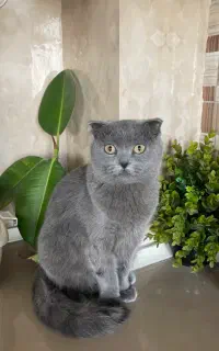 اسکاتیش ماده
