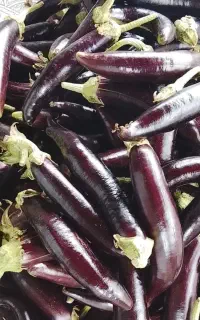 بادمجان محلی کاملا ارگانیک
