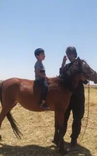 اسب عرب