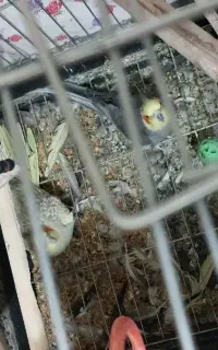 مرغ مینا سخنگو و یک جفت عروس هلندی