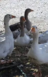 غاز های سالم و خوش خوراک