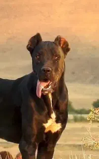 واگذاری سگ سراب