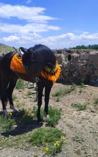 اسب نریان عرب ایرانی