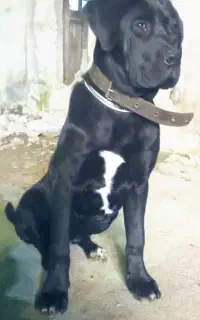 توله ماده کن کورسو