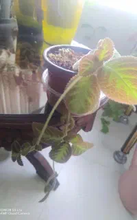 گلهای خاص