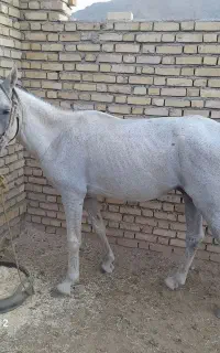 اسب عربی