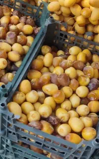 رطب و خرما و خارک برحی گنطار سعمران