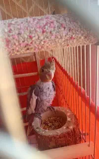 جوجه عروس هلندی