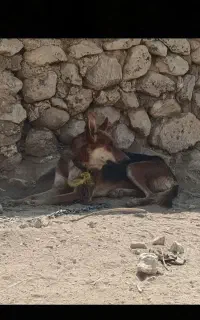 سگ شکاری