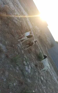 دو عدد کهر نر