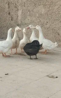 اردک ۵ ماهه
