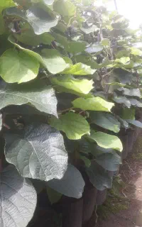 نهال کیوی هایوارد