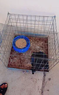 قفس