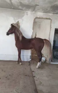 اسب کرد ۳سال